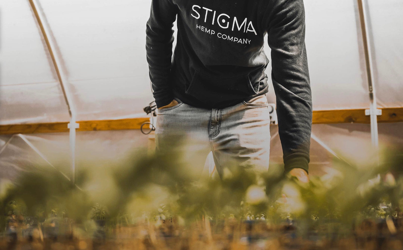 From Seed to Sip: The Hemp Plant Lifecycle