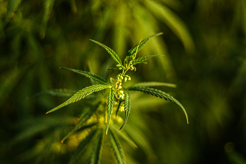 Proposed Budget Includes CBD Research and Regulations.