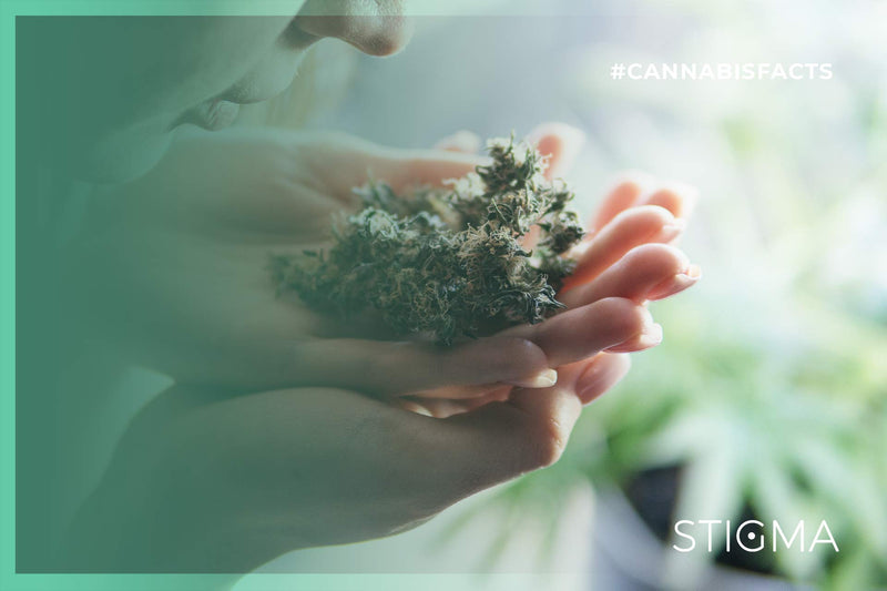 Aromatic compounds in cannabis