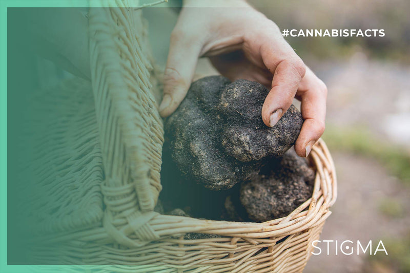 Black truffle