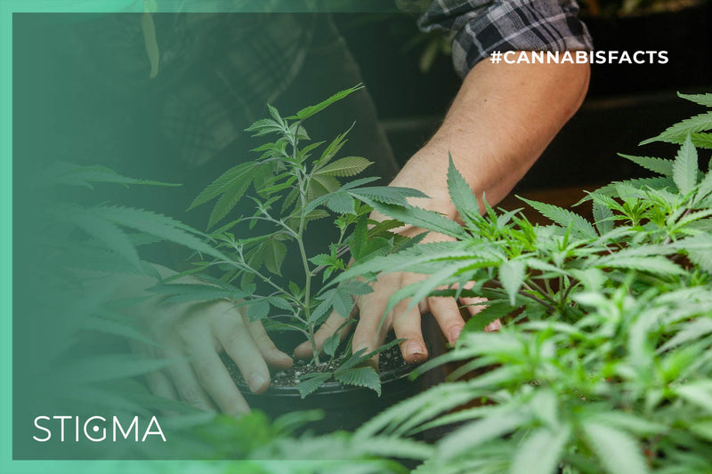 Did you know that Stigma only makes products made with natural, plant-based phytocannabinoids?