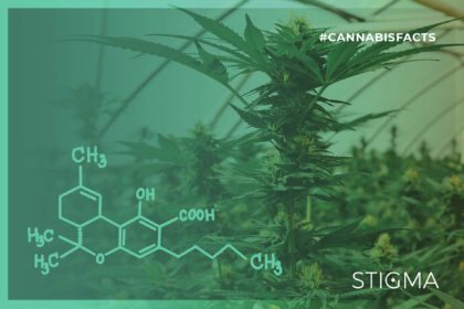 Read more about the article Did You Know That Raw Cannabinoids Have Unique Benefits?